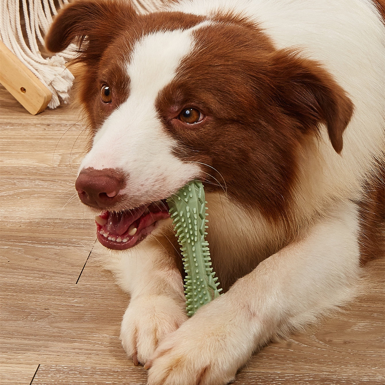 Keep Your Dog’s Teeth Clean and Anxiety-Free with Our Durable Chew Toy! - Pet Paws