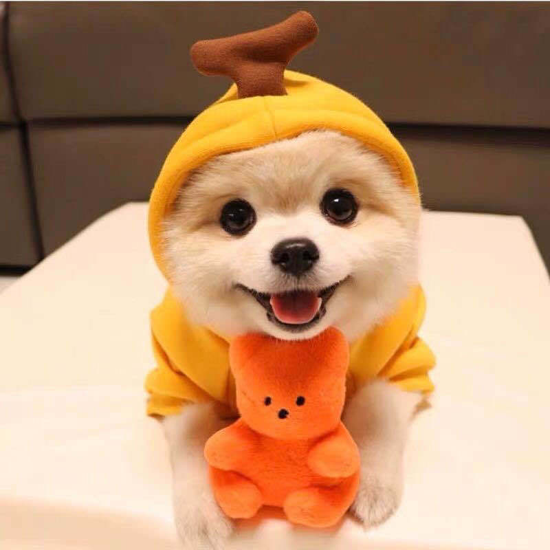 Keep Your Pet Cozy & Cute with Adorable Fruit-Themed Winter Hoodies! - Pet Paws