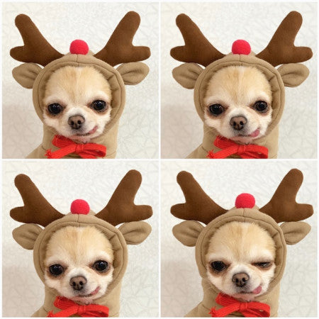 Keep Your Pet Cozy & Cute with Adorable Fruit-Themed Winter Hoodies! - Pet Paws