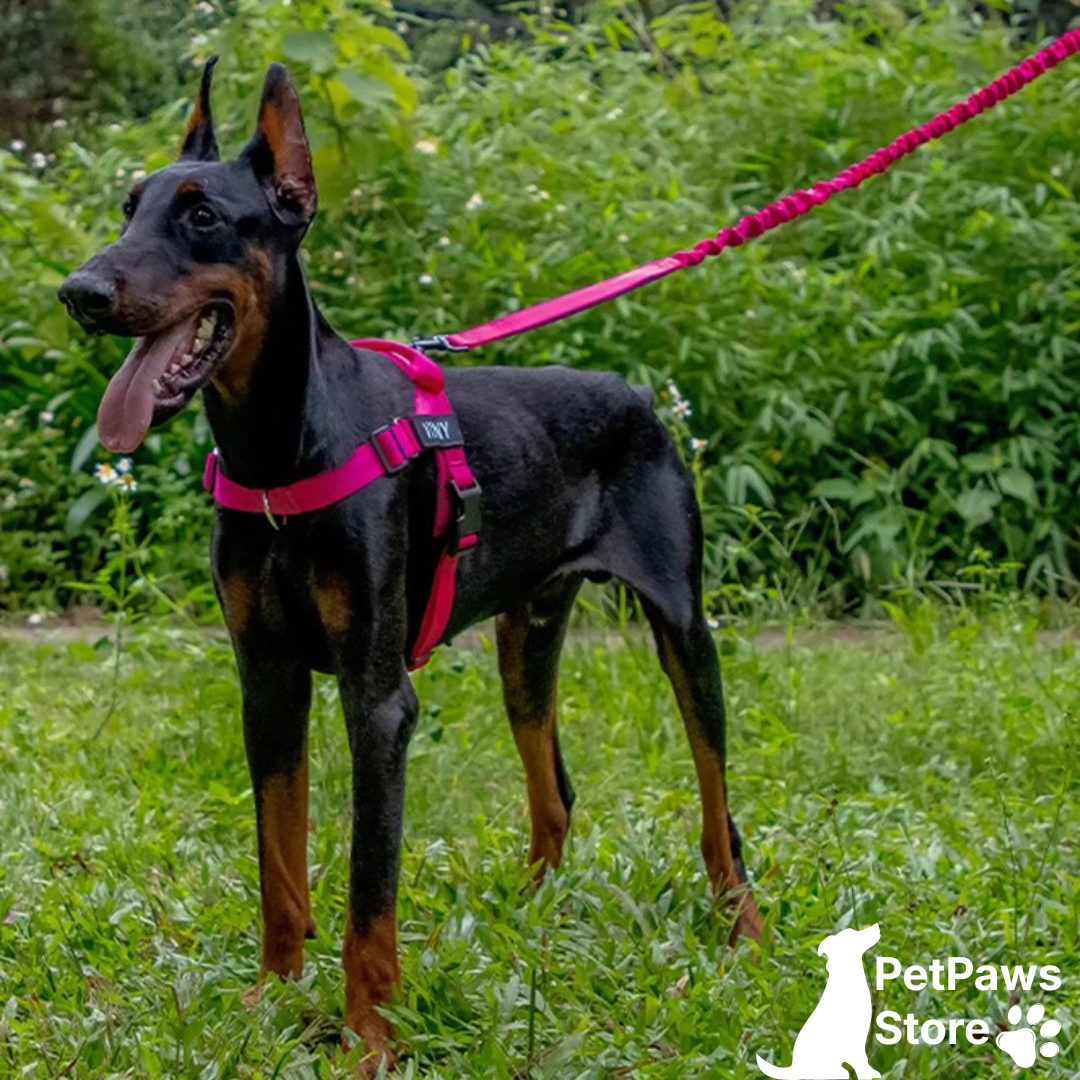 PetPaws Bungee Comfort Leash