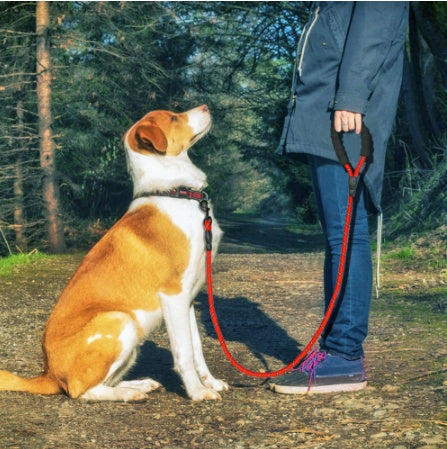 Walk with Confidence! Reflective Dog Leash for Secure, Comfortable Walks - Pet Paws