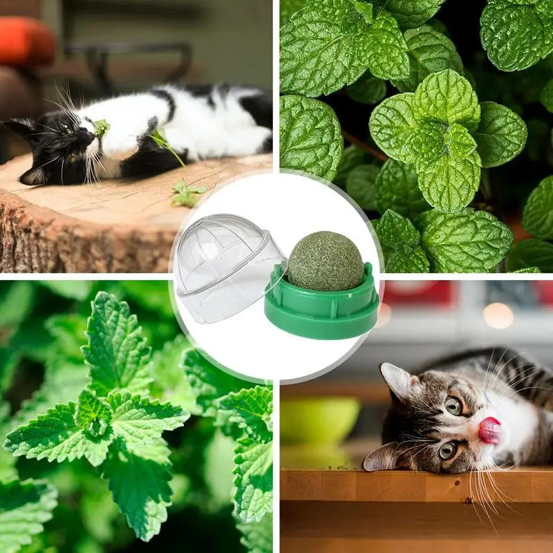 Play, Chew, and Clean – The Ultimate Lickable Catnip Balls for Happy, Healthy Cats! - Pet Paws